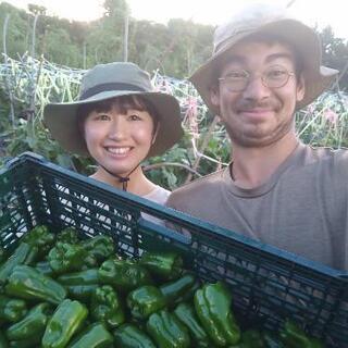 おいしい!やわらか無農薬ピーマン