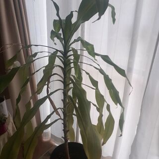 幸福の木お嫁に貰って下さい