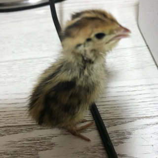 【全て譲渡先決定しました！】ウズラの赤ちゃん８羽