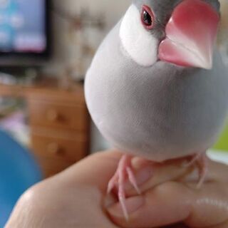 シルバー文鳥を探しています