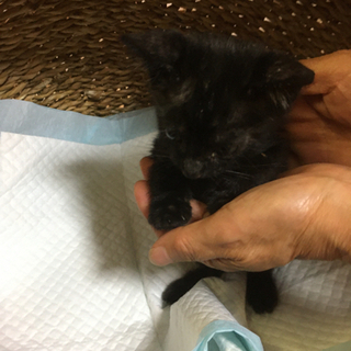 真っ黒猫（相談中）