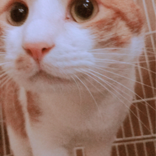 🐱おめめくりくり🌟2歳オスおっとり甘えたさん🐈🐱