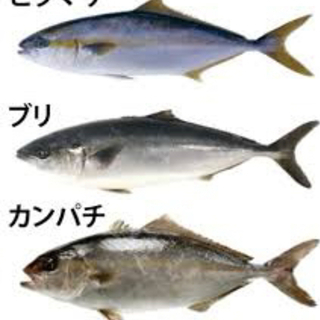 🎣最終的にマグロを獲る会　仲間募集！🎣 − 東京都