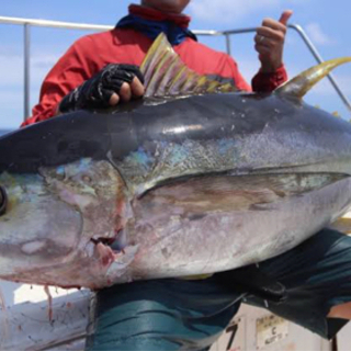 🎣最終的にマグロを獲る会　仲間募集！🎣 - 世田谷区