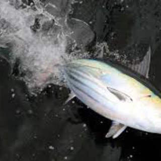 🎣最終的にマグロを獲る会　仲間募集！🎣 - 友達