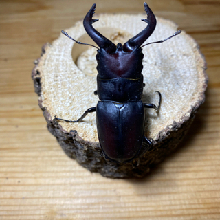 ノコギリクワガタ♂(天然採取)    500円