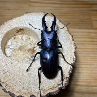 ノコギリクワガタ♂2頭セット(天然採取)    600円