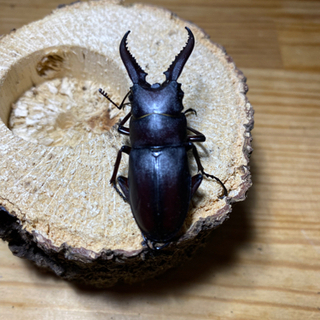 ノコギリクワガタ♂2頭セット(天然採取)    600円の画像