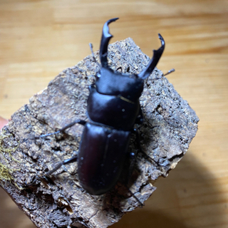 コクワガタ♂♀ペア(天然採取)    300円