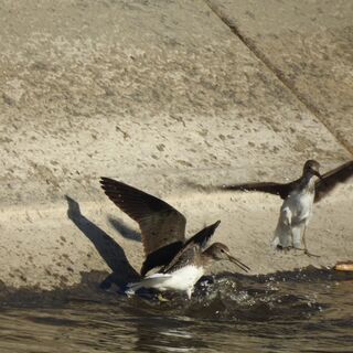 探鳥友・生き物好きな人・自然観察・バードウォッチング・（和英文化...