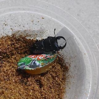 国産オオクワガタ♂54ミリ②