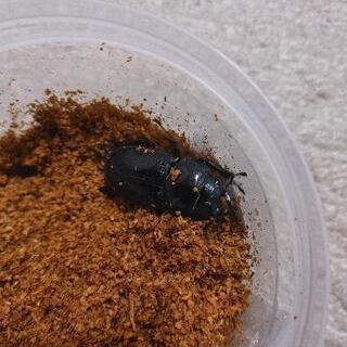 久留米産オオクワガタ♀44ミリ