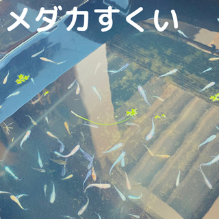 メダカ／メダカすくい／１回３００円