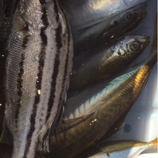 サビキ一緒に行ってくれる方募集❗️❗️