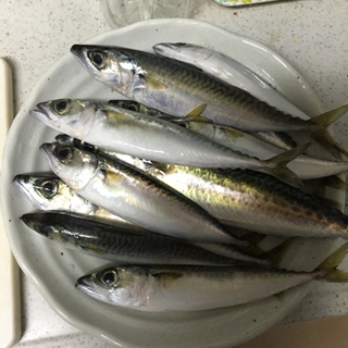 サビキ一緒に行ってくれる方募集❗️❗️ - 知多郡
