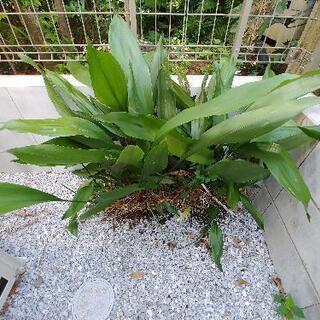 ハラン　葉蘭　約30株　　お届け可の画像