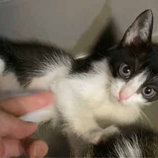 白黒ハチワレちゃん　1ヶ月半の子猫