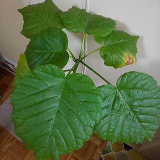 ①フィカス・ウンベラータ(決まりました)の画像