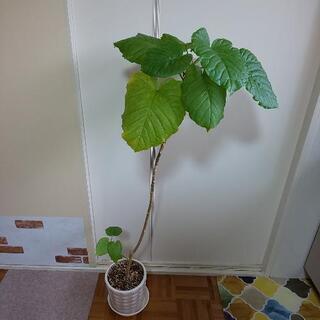 ①フィカス・ウンベラータ(決まりました)の画像
