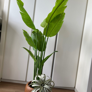 観葉植物　3点セット