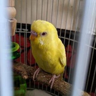 セキセイインコ2羽