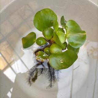 水草アナカリスとホテイアオイの画像