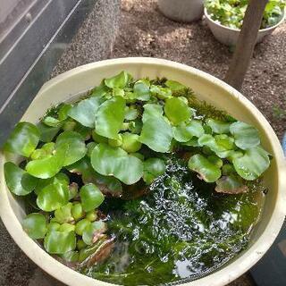水草アナカリスとホテイアオイの画像