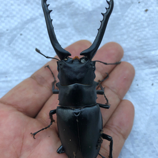 [完売]ギラファ 成虫 オス 87mm 新成虫⑹
