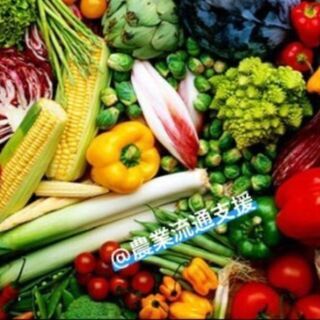 【外国人スタッフ活躍中】野菜農家さんのお手伝い/【Foreign...