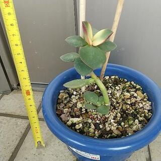 お取引先決まりました。金のなる木 苗① 鉢・土ごと 観葉植物の画像