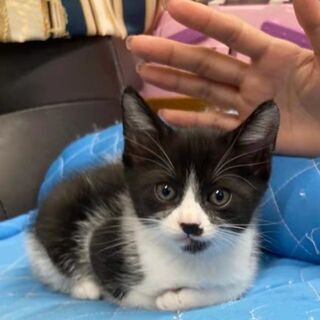 生後2か月！元気いっぱいハチワレちゃん
