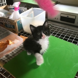 赤ちゃん猫、女の子あやめちゃんです。