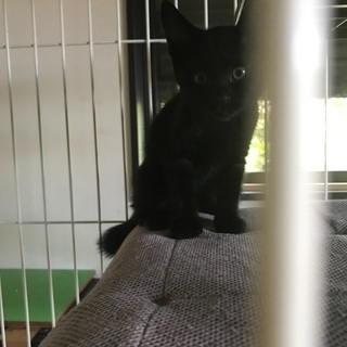 黒猫、女の子、ルイちゃんです。
