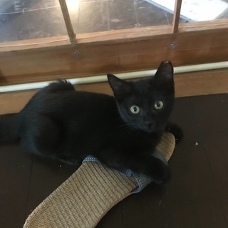 黒猫、短尻尾ロロちゃんです。