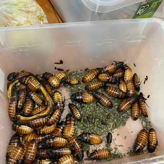 マダゴキコロニーの画像