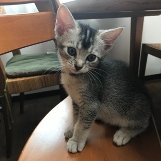アビシニアンとアメショーのミックスのめす　令和3年6月生まれ - 猫