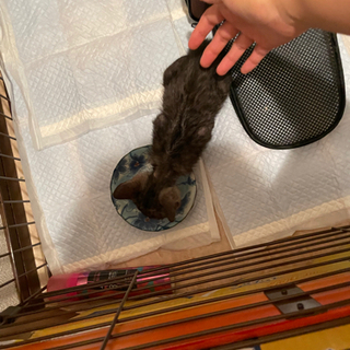 人懐っこいオスの子猫 里親募集