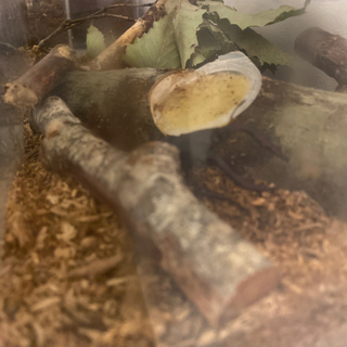 ノコギリクワガタ　天然　浜北産　コクワガタ