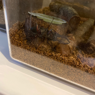 ノコギリクワガタ　天然　浜北産　コクワガタの画像