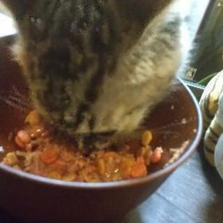 子猫くん