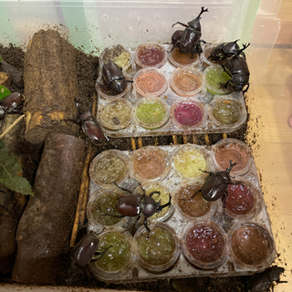 カブトムシ売ります