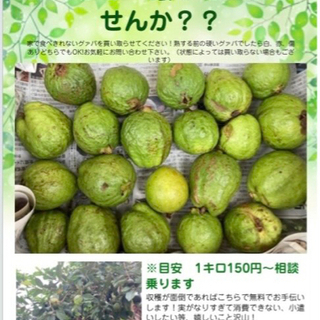 グァバ（ばんしるー）バナナ/シークァーサー　売ってください