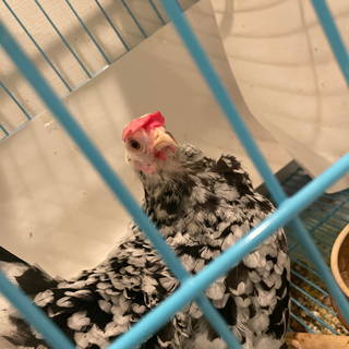 碁石チャボ