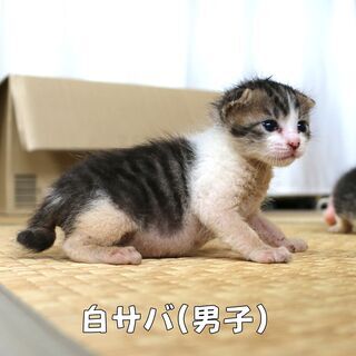 １カ月 子猫オス　白サバ　里親募集中！　
