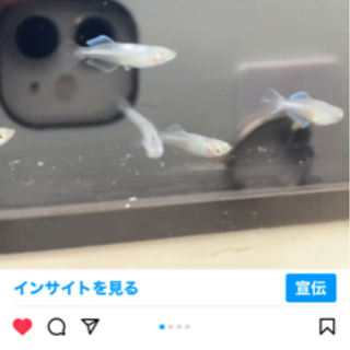ドラゴンブルー　若魚
