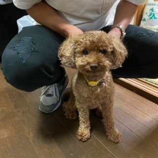 プードル　血統証付き