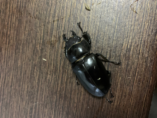 ユダイクスミヤマ　新成虫　ペア　湾曲強め　クワガタ