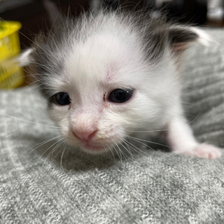 つぶらな目をした白黒の子猫ちゃん