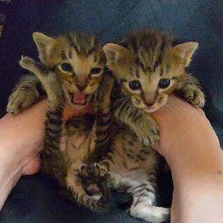 【地域野良ちゃん】雄＆雌の兄弟かな？生後2週~3週の仔猫