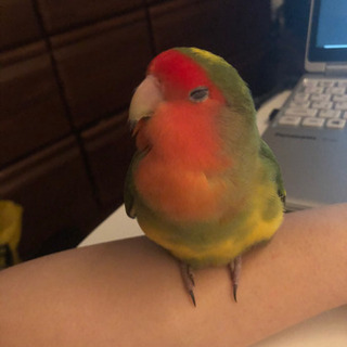 コザクラインコのぴーちゃんを探しています。